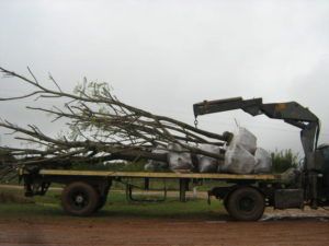 EL traslado se realiza en camiones y con un capellón que protege raíces.