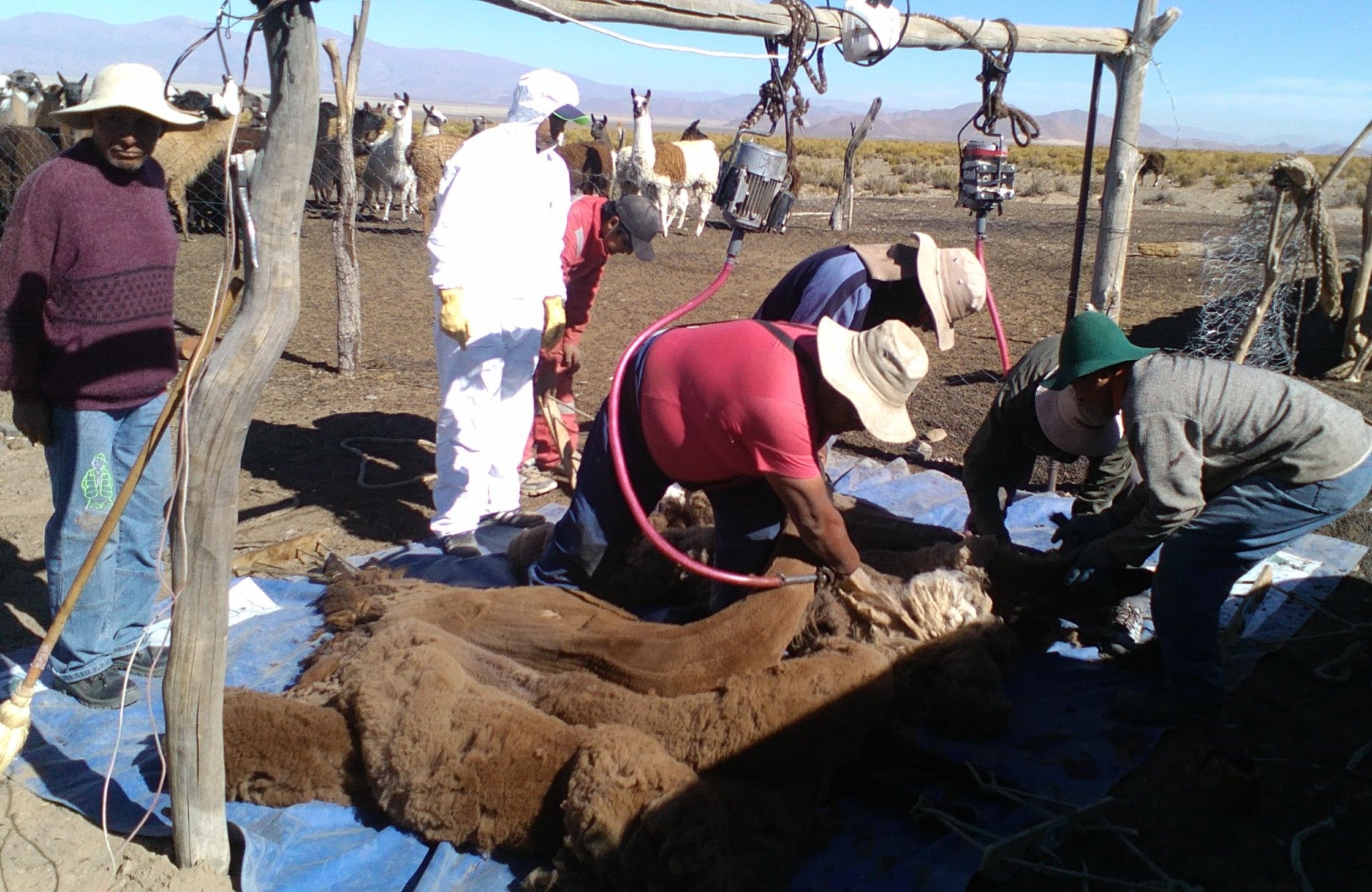Esquila mecanizada de llamas en Quera-Aguas Calientes 