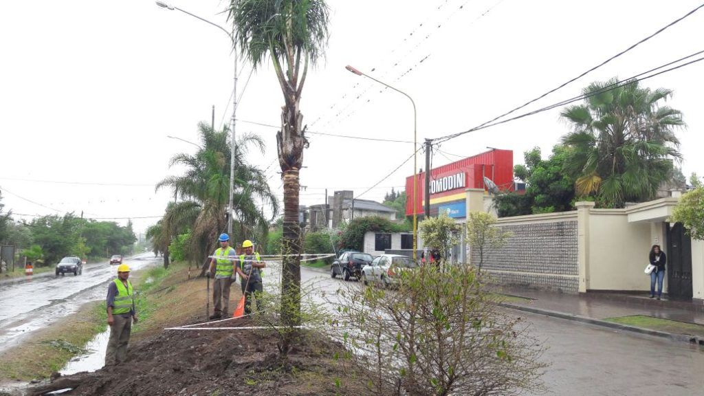 Rotación de Palmeras av. Balbín 