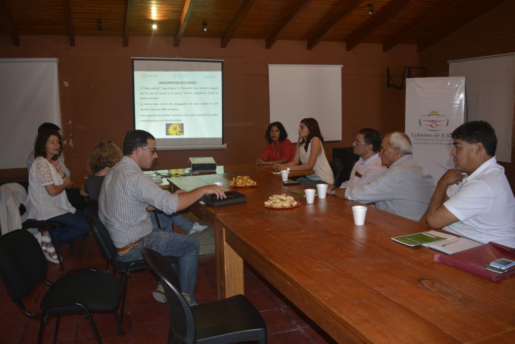Buscan controlar la floración del denominado “yuyo cubano”.