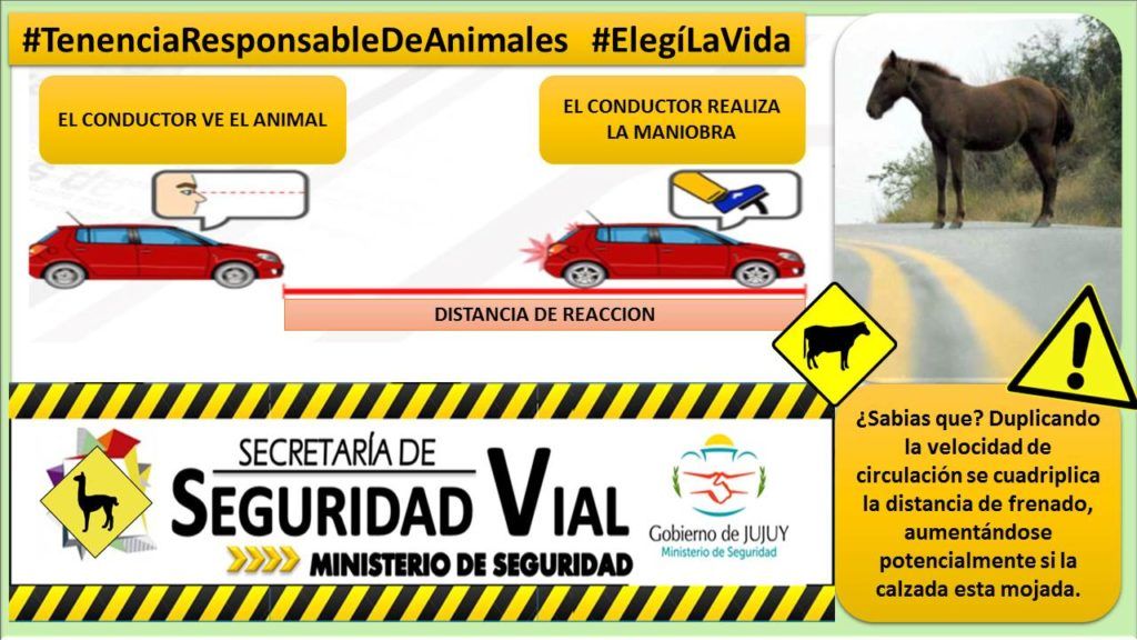 Informe de Siniestralidad: animales sueltos.
