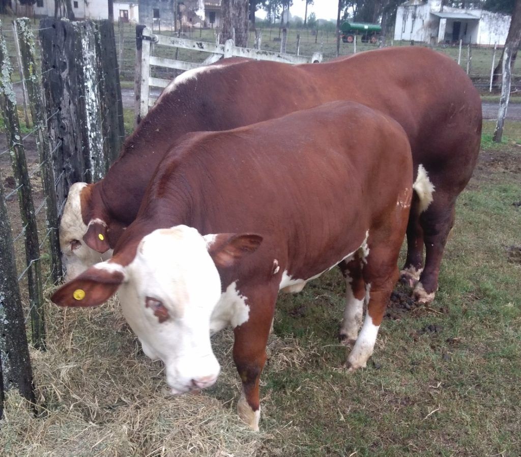 Plan Ganadero con mejoramiento genético en Jujuy.