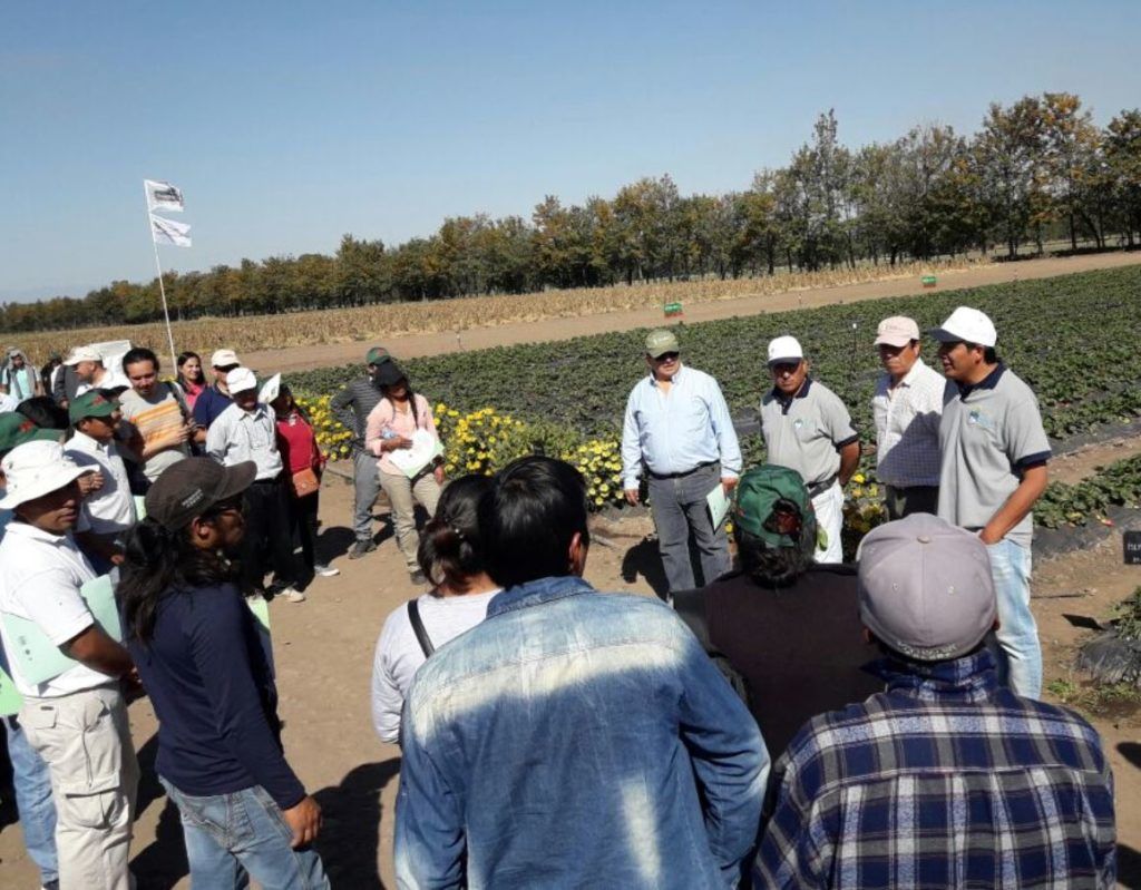 Ministerio de Desarrollo Económico y Producción impulsa la actividad frutillera.