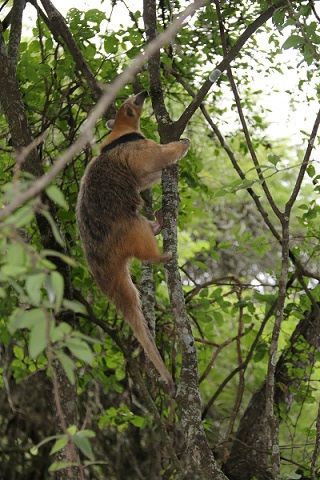 osa-mielera-rescatada