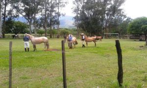 Exitosa exposición de caballos criollos.