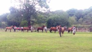 47 ejemplares se presentaron en la 5º Exposición Nacional de Caballos Criollos. 