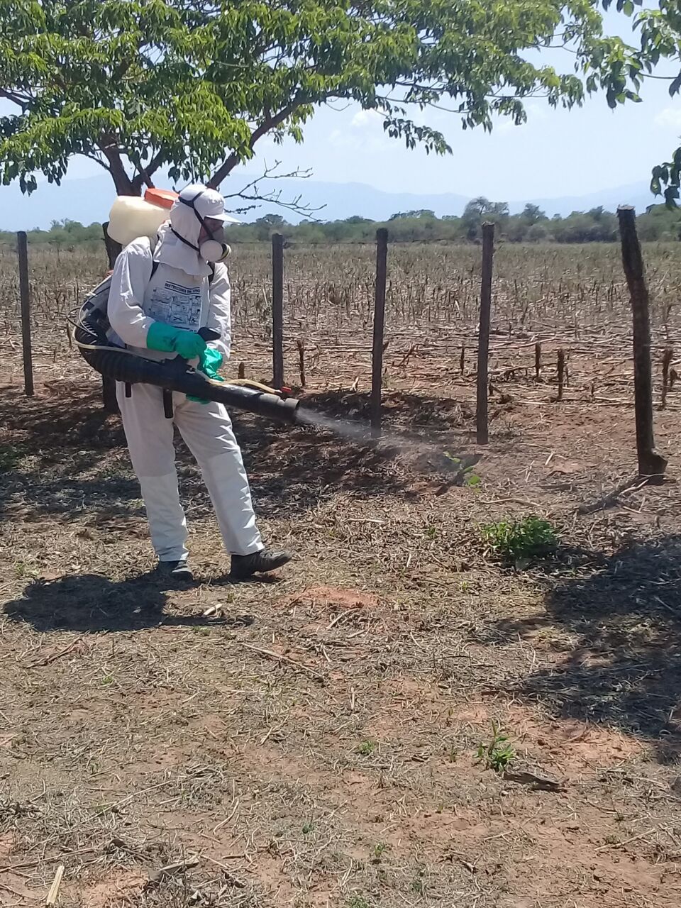 Provincia trabaja para erradicar la plaga de langosta.