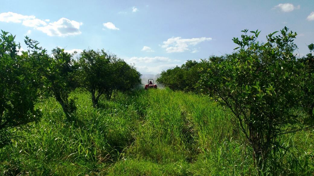 Continúa con la campaña preventiva contra el ácaro rojo