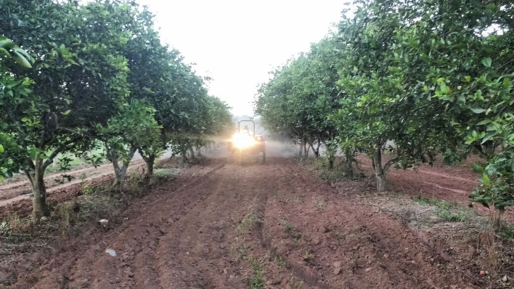 Acciones preventivas para la protección de cítricos.