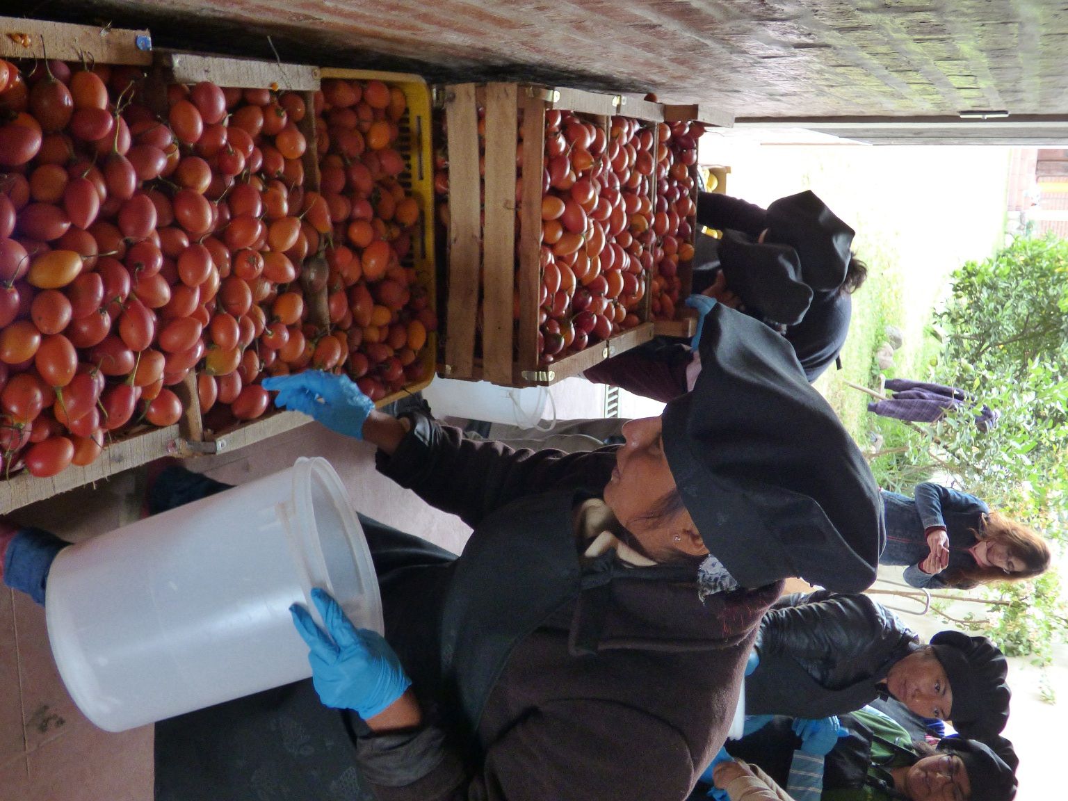 Taller elaborados tomate chilto (5)