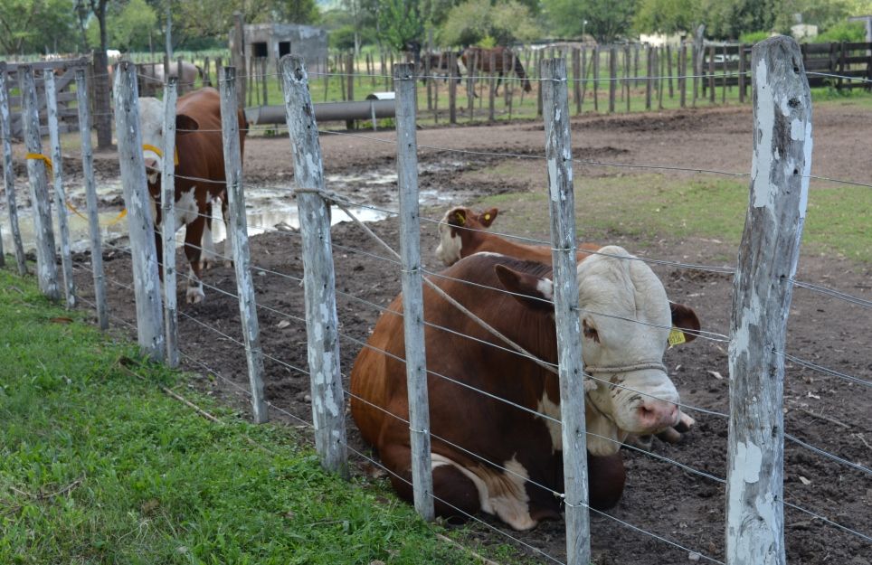 Bovinos de alta calidad genética en El Remate