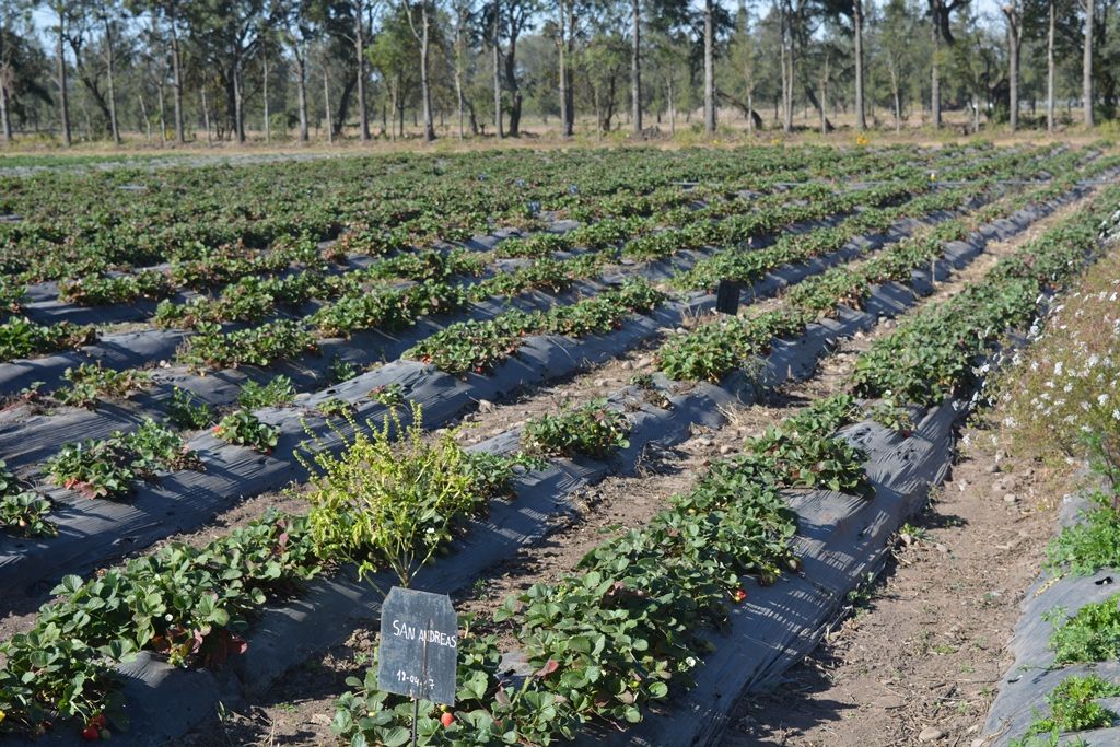 Ensayos de diversas variedades de frutillas en Santo Domingo