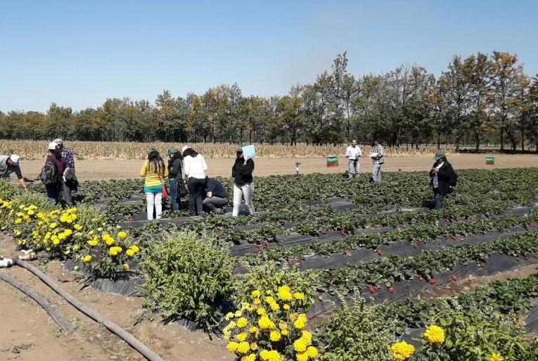 3º Jornada Técnica de Producción de Cultivo de Frutilla en los Valles Templados de Jujuy.