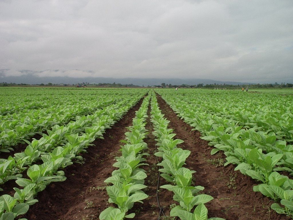 cosecha de tabaco Jujuy