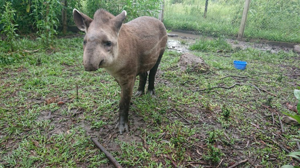 Permanente Trabajo De Rescate Recuperacion Y Rehabilitacion De Animales Silvestres