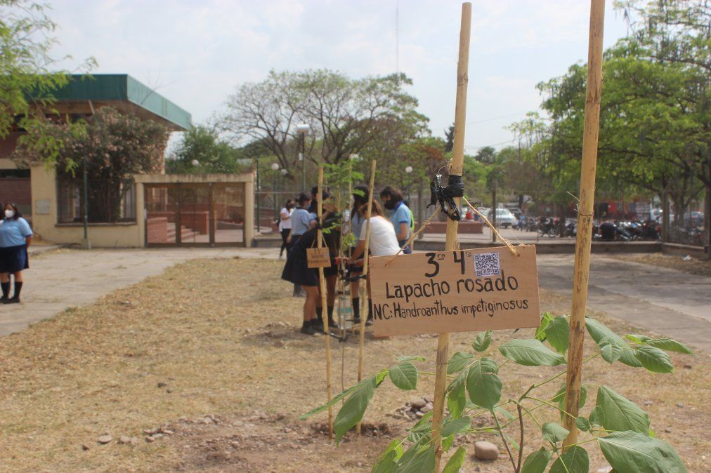 Escuelas de San Pedro plantarán 714 ejemplares de árboles nativos