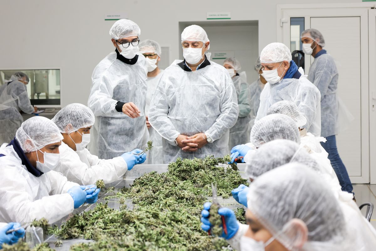 CANNAVA: Jujuy ya exporta flor de cannabis de grado farmacutico a Portugal, Alemania y Australia