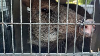 un ejemplar de pecari de collar fue recuperado en el acheral