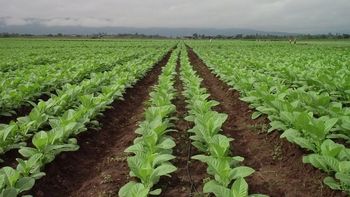 Comienza el pago del apoyo económico para la plantación de tabaco