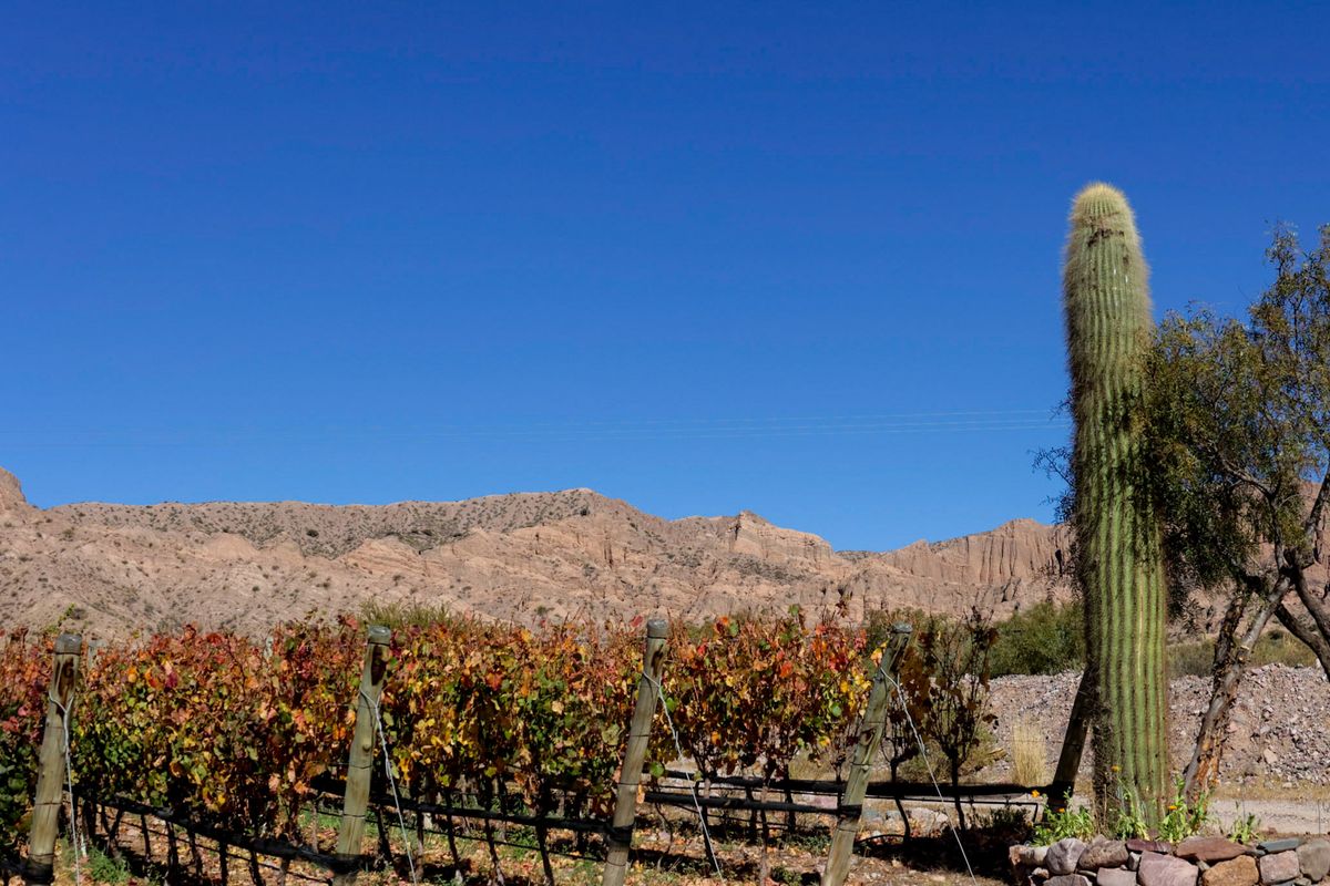 Fuerte inversión del sector privado afianza la ruta del vino en Jujuy