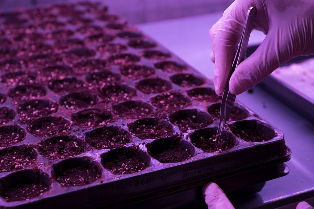 Cannabis medicinal: Jujuy avanza con un Plan de Desarrollo Genético