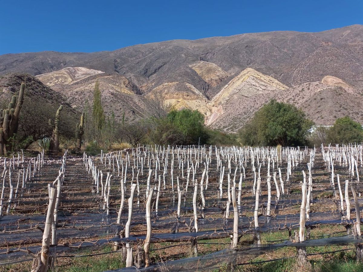 Jujuy al Mundo: acciones para fortalecer la exportación de vinos