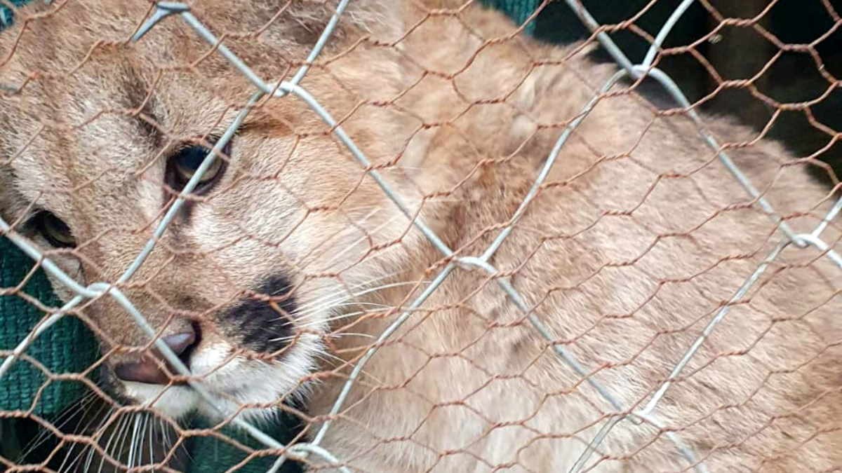 El Ministerio de Ambiente de Jujuy enva una cra de puma al santuario de animales en Entre Ros