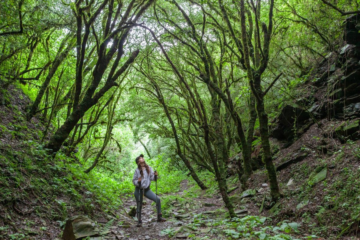 Bosque de Arrayanes - Catamarca