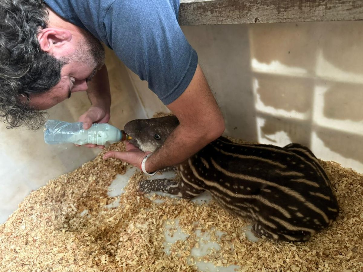 Rescataron un ejemplar de tapir en la zona de Ledesma Rescataron un ejemplar de tapir en la zona de Ledesma