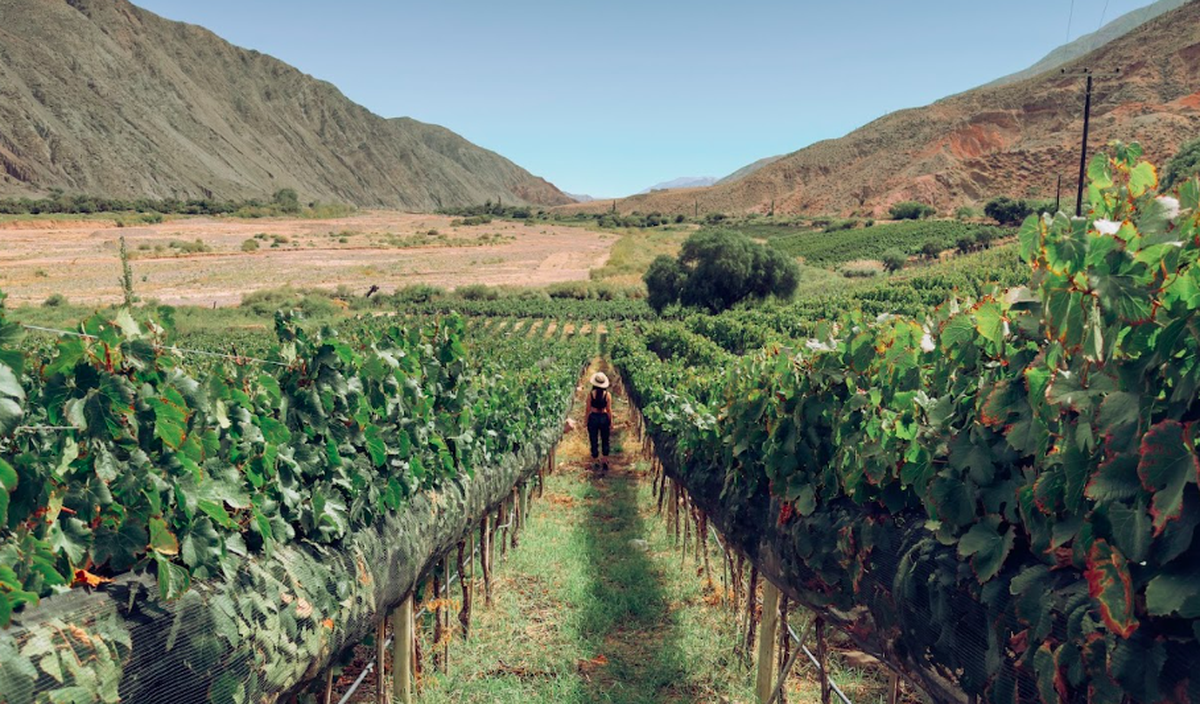 jujuy