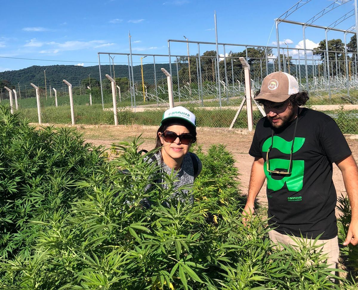 Costa Rica se interesa en la experiencia de Jujuy en desarrollo de cannabis medicinal