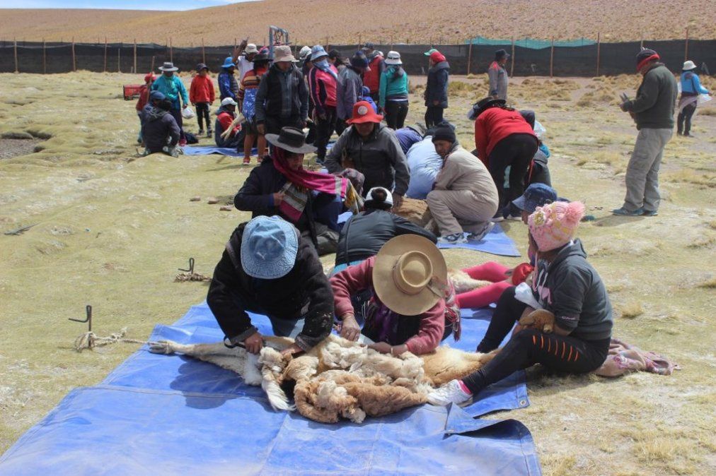 Esquila de Vicuñas en el marco del Plan de Manejo Sustentable