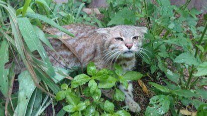 Permanente Trabajo De Rescate Recuperacion Y Rehabilitacion De Animales Silvestres