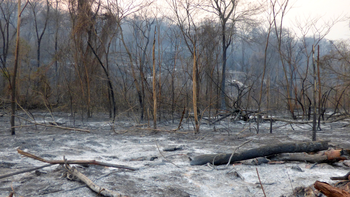 Incendio Forestal en las Yungas