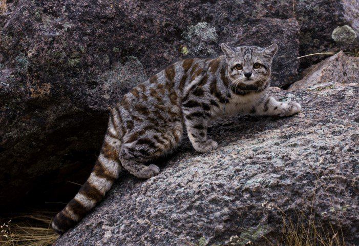 El gato andino será declarado Monumento Natural Provincial