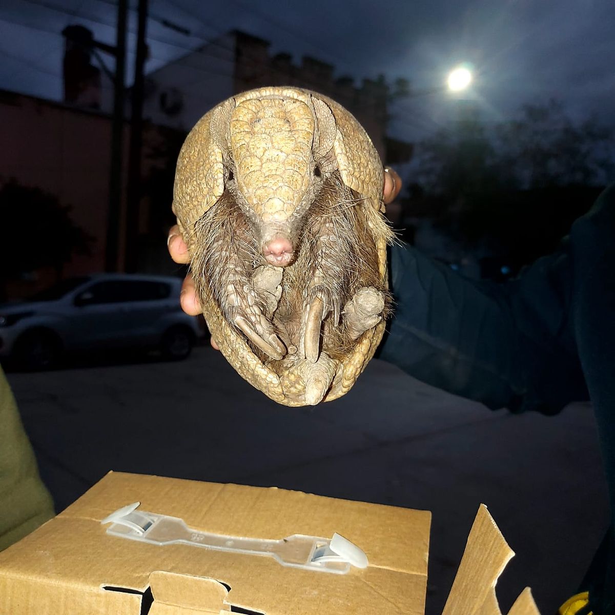 Rescate animal: dos ejemplares de fauna nativa fueron rescatados Rescate animal: dos ejemplares de fauna nativa fueron rescatados