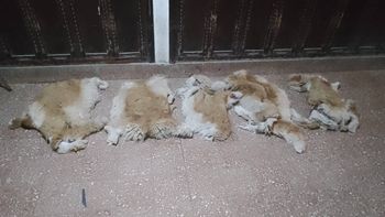 caza furtiva de vicunas: hay tres personas detenidas caza furtiva de vicunas: hay tres personas detenidas