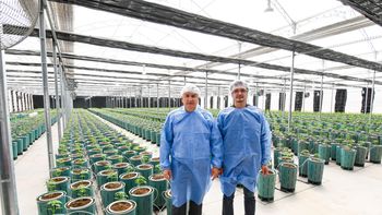 nuevos invernaderos para producir cannabis medicinal de la mas alta calidad
