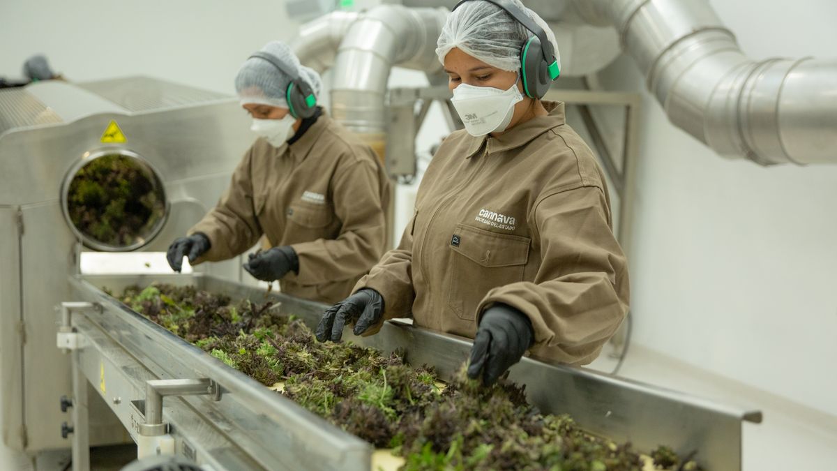 Jujuy tiene la &uacute;nica Planta Industrial de procesamiento de Cannabis Medicinal habilitada por ANMAT