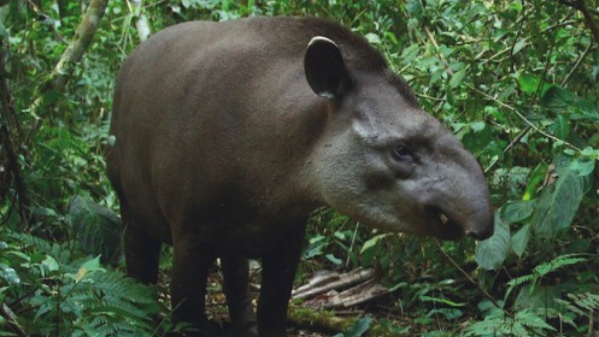 El Tapir fue declarado Monumento Natural Provincial