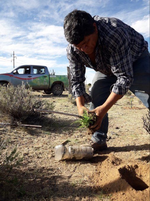Plantación de árboles para cortinas forestales en Jujuy