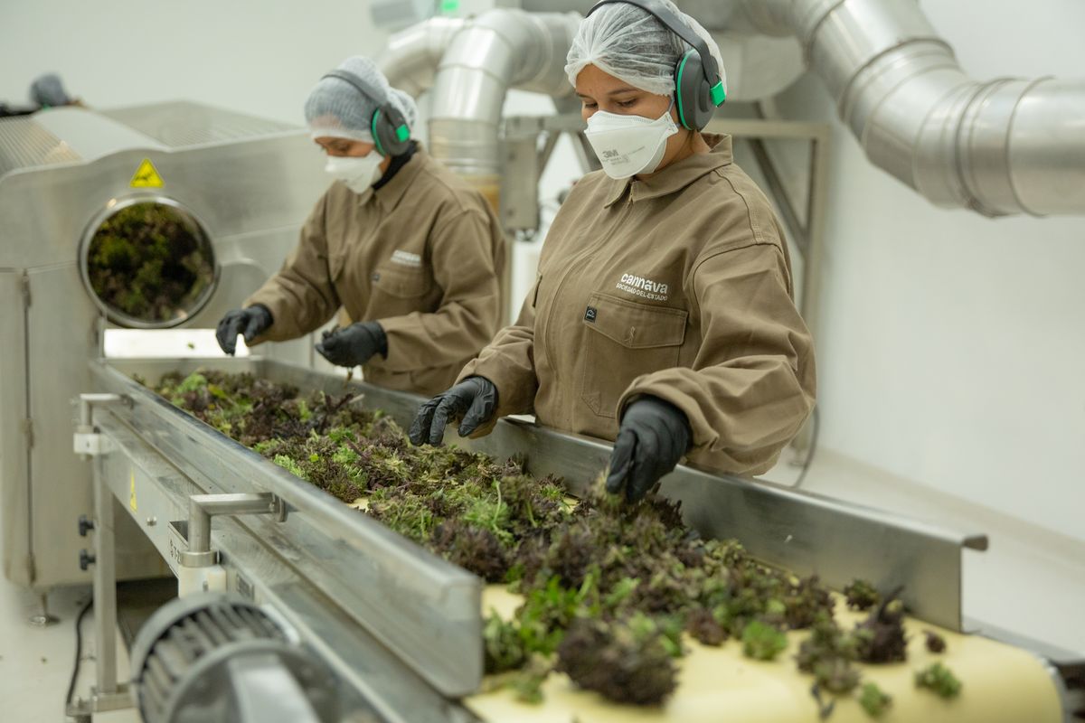 Jujuy tiene la única Planta Industrial de procesamiento de Cannabis Medicinal habilitada por ANMAT