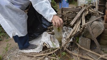 el mosquito transmisor del dengue circula incluso cuando baja la temperatura