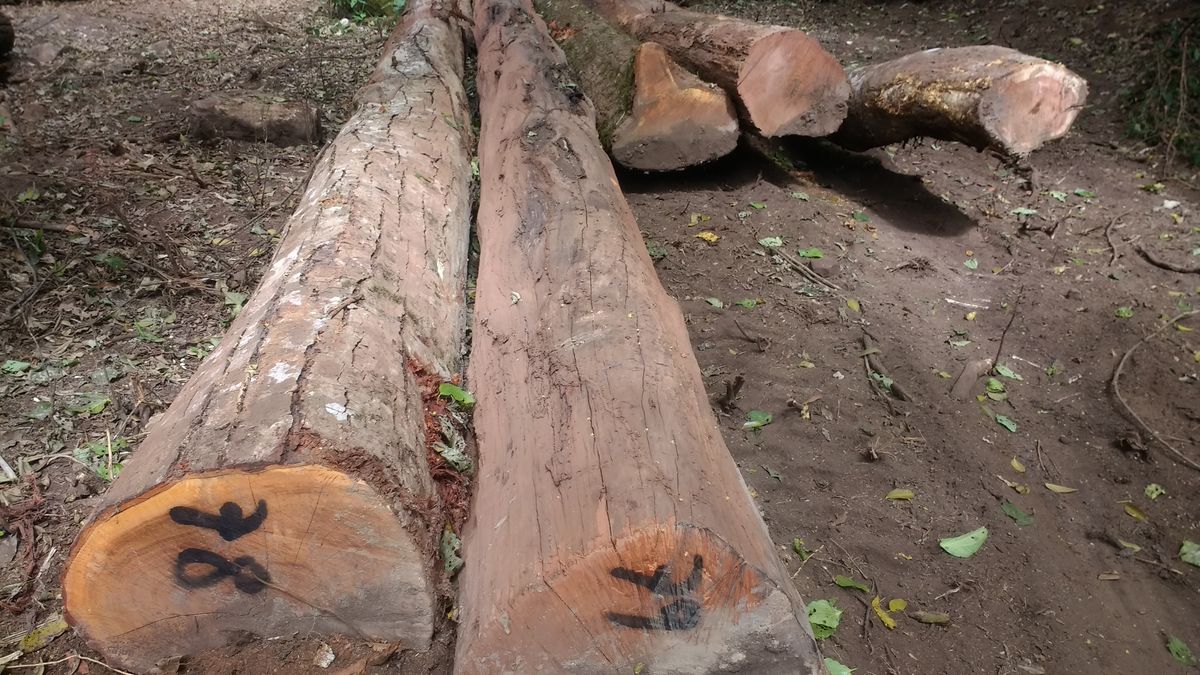 Ambiente ejecuta acciones legales por extracción ilegal de arboles en Villa Monte