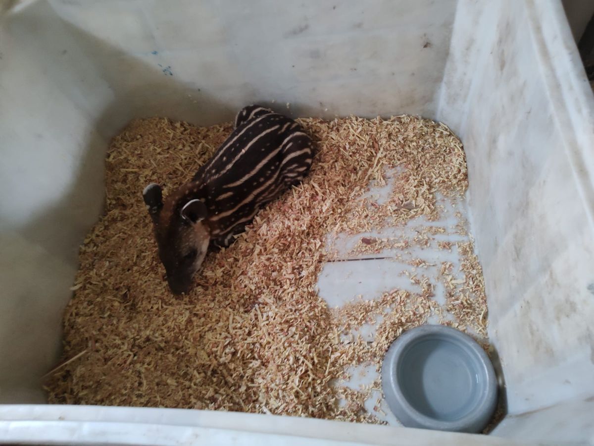 Rescataron un ejemplar de tapir en la zona de Ledesma Rescataron un ejemplar de tapir en la zona de Ledesma