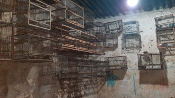 24 aves son rescatadas en san salvador de jujuy