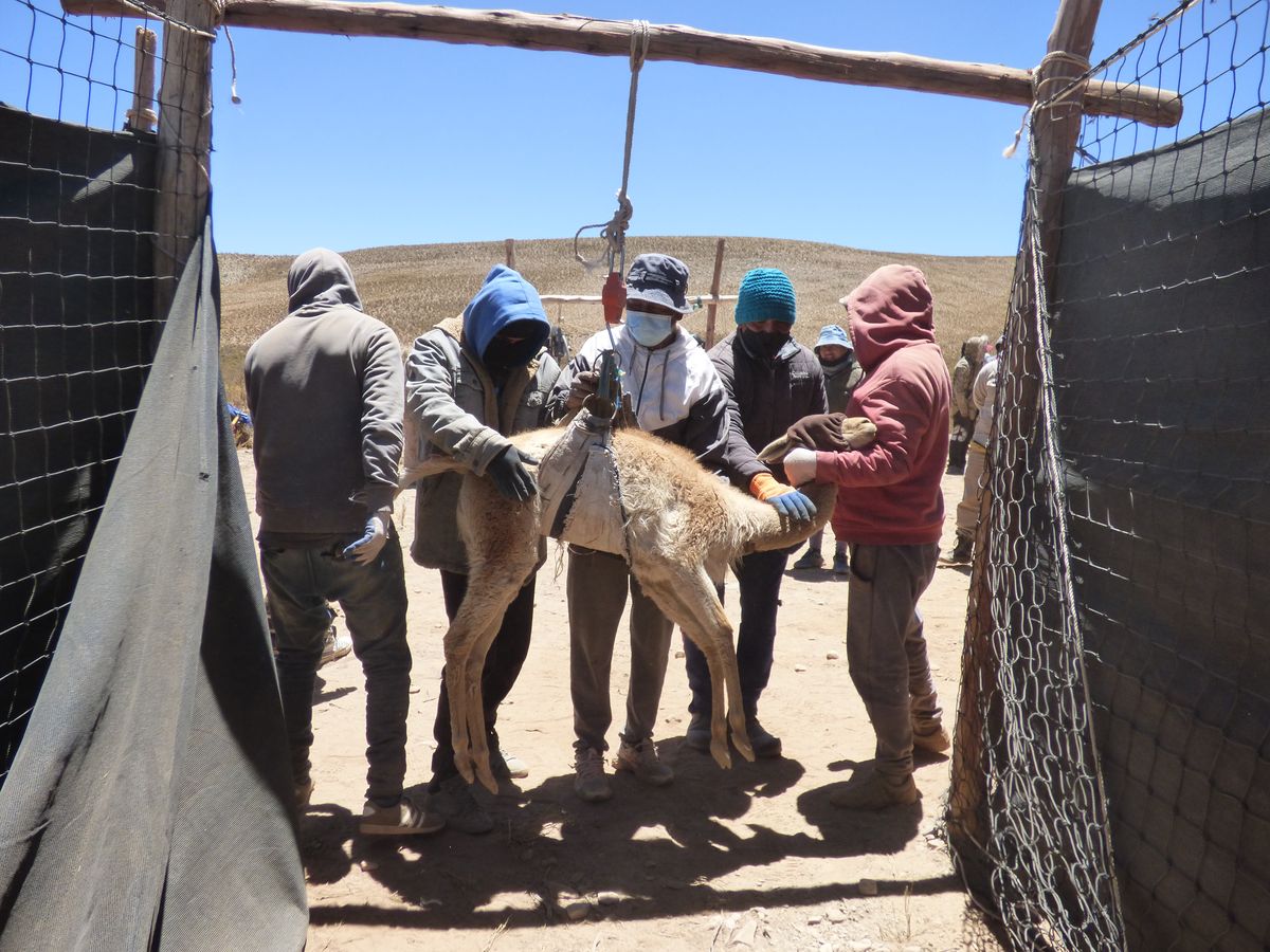 El Cóndor: el Gobierno acompaña procesos de obtención de fibra de vicuñas