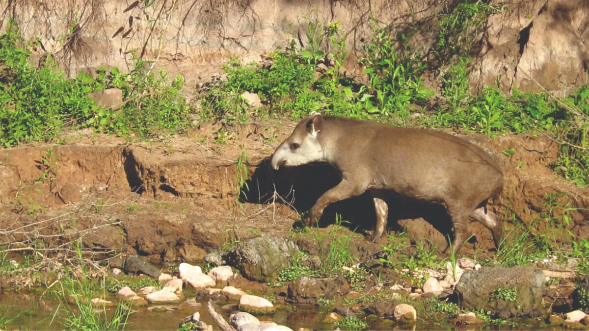 El Tapir fue declarado Monumento Natural Provincial