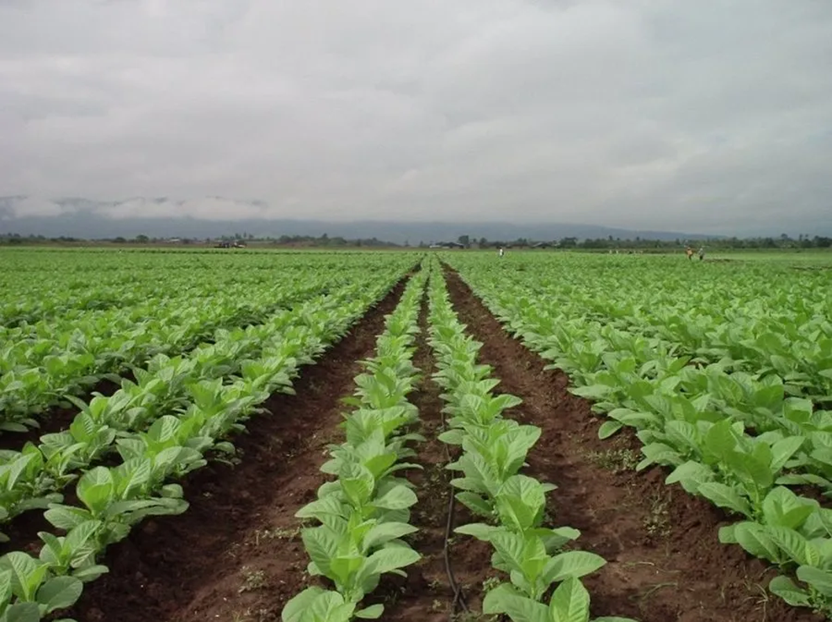 Productores tabacaleros: inscripción para fertilizantes
