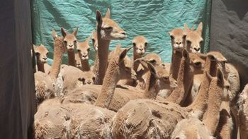 Fallo ejemplificador en defensa de la fauna silvestre en Jujuy